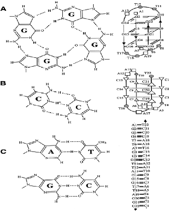 689x861 Base Pairing In G Tetrad, I Motif And B Form Of Dna. (A) G Tetrad
