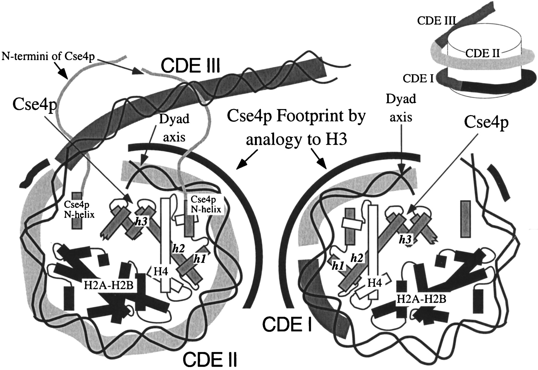 1800x1239 Cse4 Genetically Interacts With The Saccharomyces Cerevisiae
