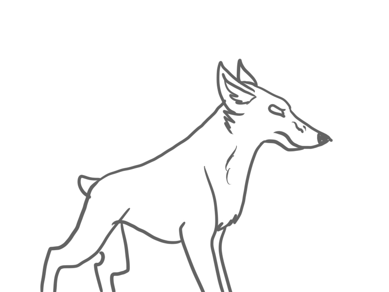 800x600 Angry Doberman Simple Animation Test By Bluewolfu