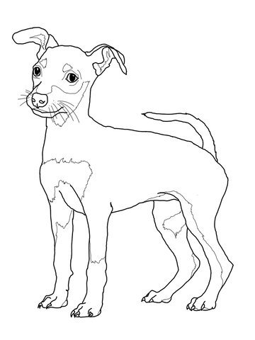 360x480 Miniature Pinscher Puppy Coloring Page Free Printable Coloring Pages