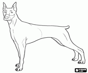 300x250 Doberman, A Breed Of Dogs Coloring Page Printable Game