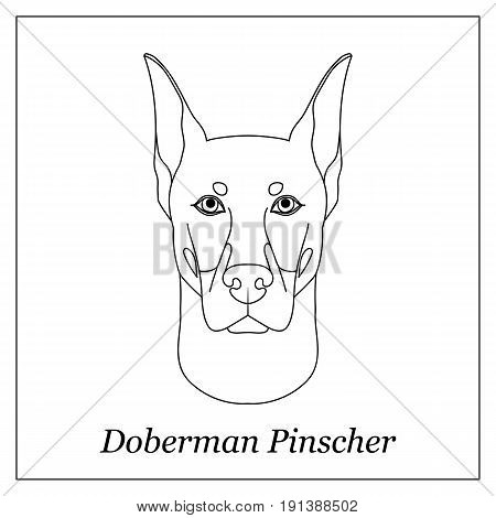450x470 Pinscher Images, Illustrations, Vectors