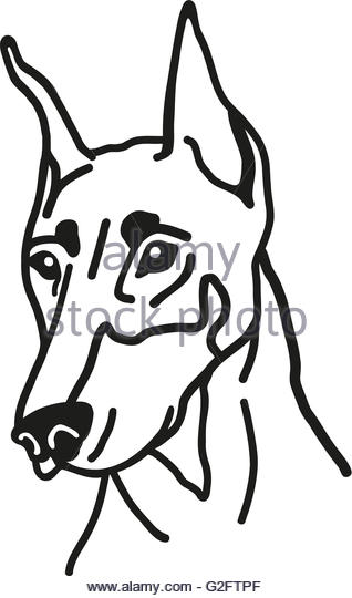 318x540 Silhouette Dog Head Doberman Pinscher Stock Photos Amp Silhouette