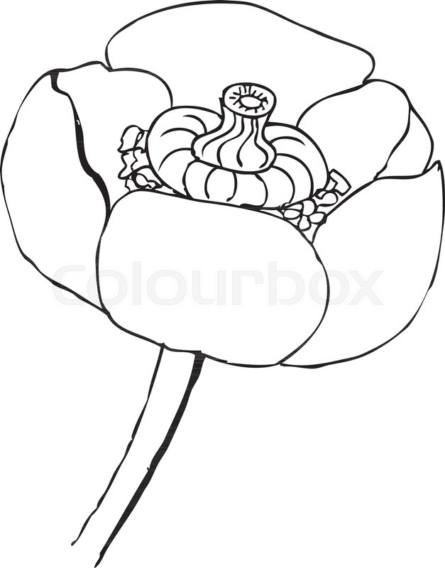 627x800 Liner Vector Illustrations