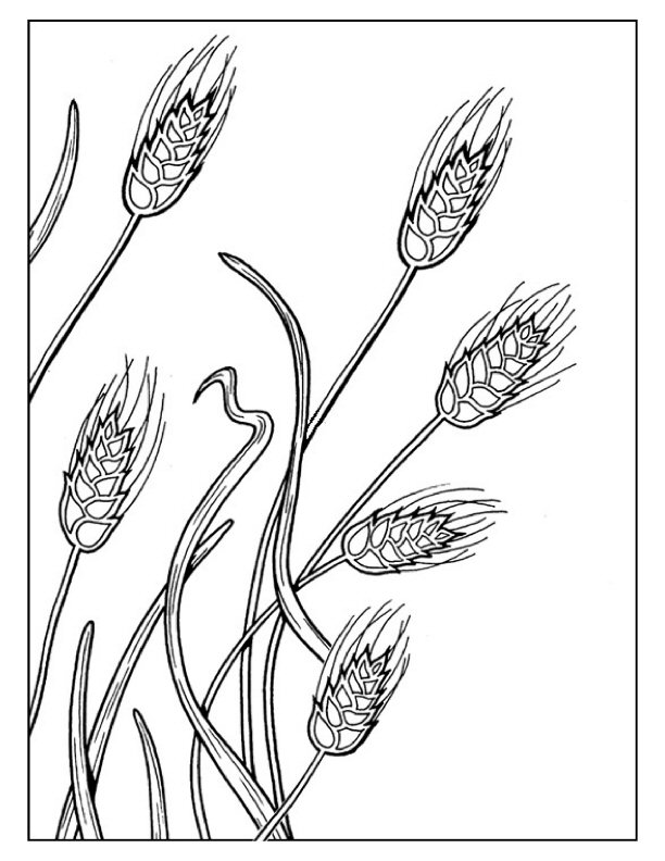 612x792 Wheat Coloring Pages Untitled Document