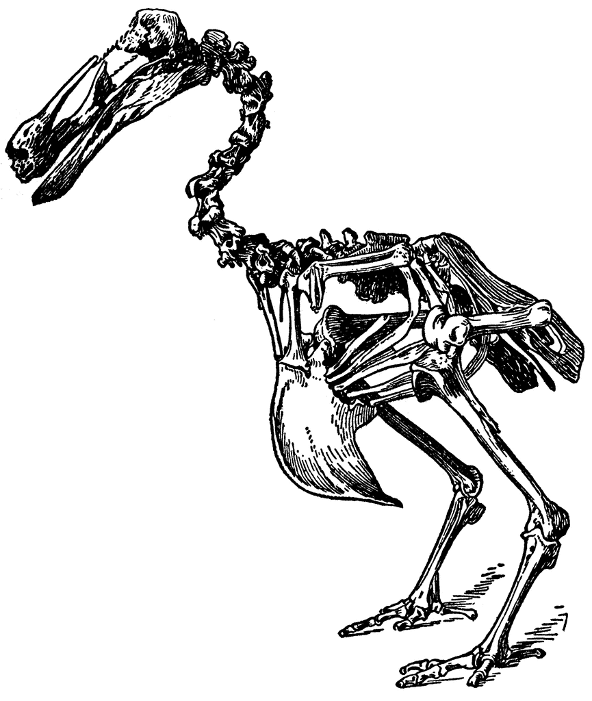 865x1024 Dodo Skeleton Clipart Etc