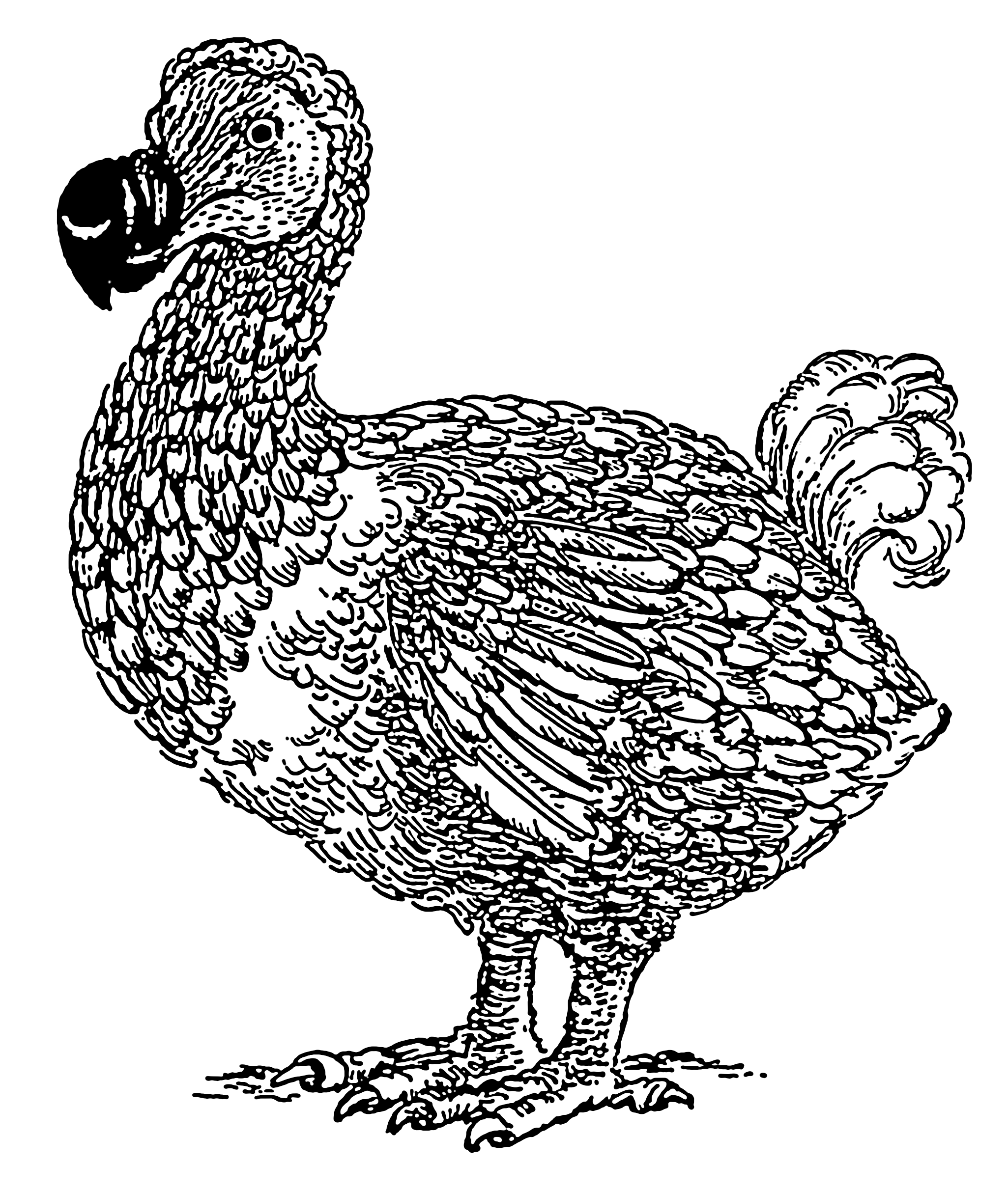 2051x2427 Filedodo Bird 001.png