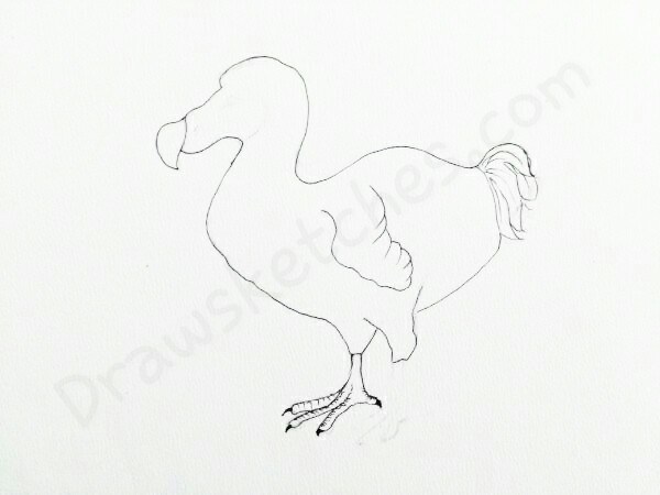 600x450 How To Draw A Dodo In A Few Easy Steps With Pictures