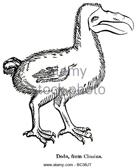 440x540 Illustration Dodo Bird Raphus Cucullatus Stock Photos