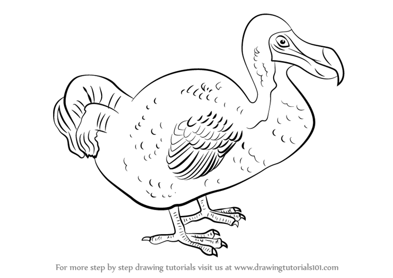 800x565 Learn How To Draw A Dodo (Birds) Step By Step Drawing Tutorials