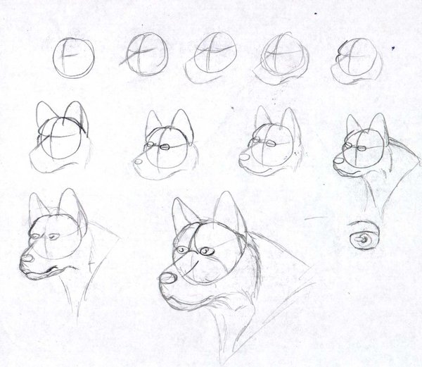 600x521 How I Draw Dog Heads By Avatardsunite