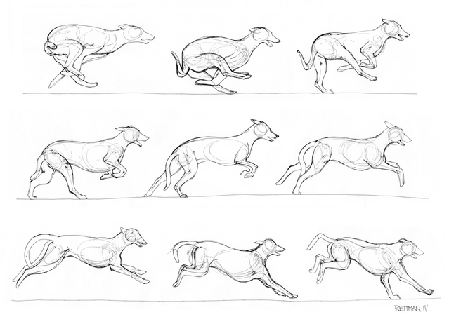 Dog Anatomy Drawing at GetDrawings | Free download