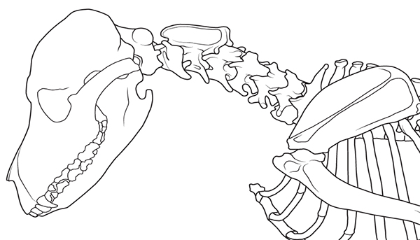 600x343 Anatomy Of A Dog On Behance