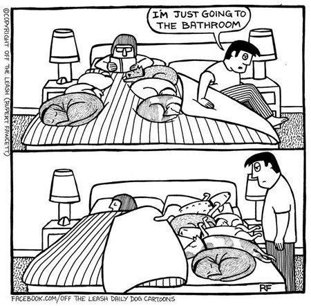 450x442 13 Best Dogs Images On Dog Stuff, Funny Animals