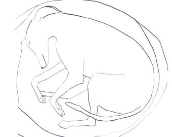 340x270 Illustration Dog Bed Etsy