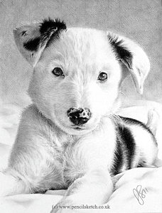 228x300 Collie Drawings