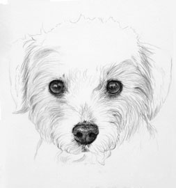 253x270 Custom Graphite Pet Portrait Artist, Wildlife Watercolor Paintings