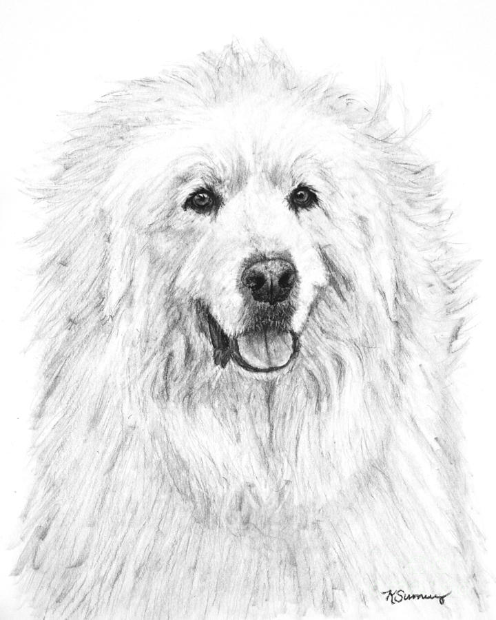 720x900 Great Pyrenees Study Drawing By Kate Sumners