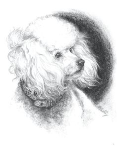236x296 Otterhound Dog Pencil Drawing Art Print Signed By Artist Dj Rogers