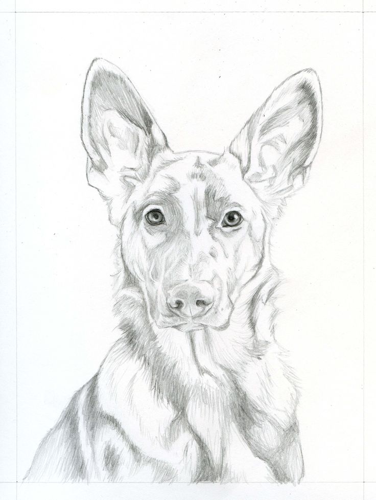 736x978 22 Best A Dog Among Wolves Images On Wolves, German