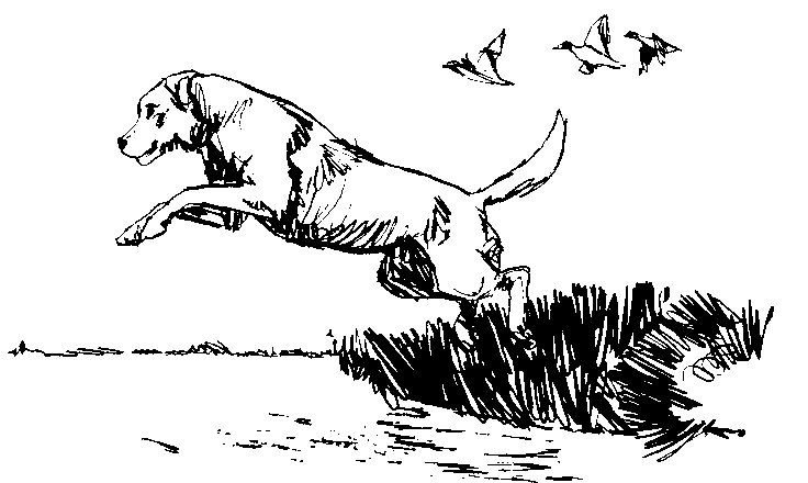 736x440 Hunting Dog Clipart