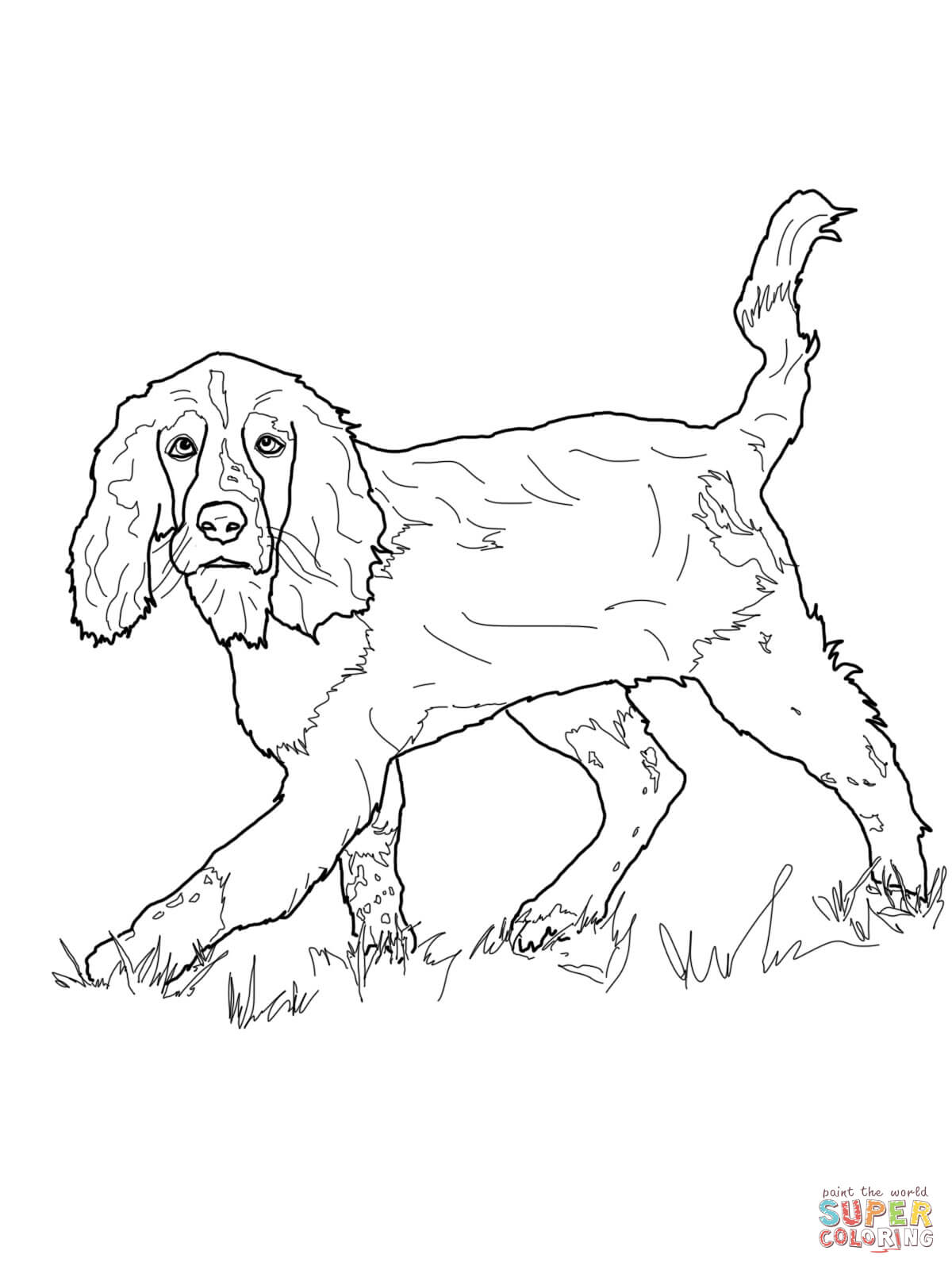 1200x1600 English Springer Spaniel Coloring Page Free Printable Coloring Pages