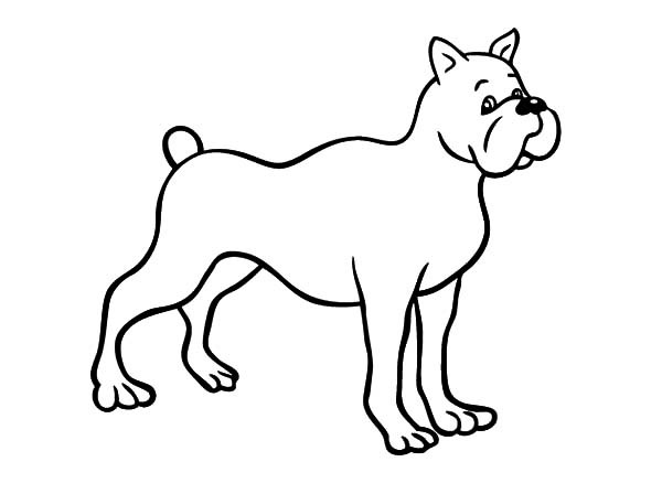 600x448 Drawing Boxer Dog Coloring Pages Best Place To Color