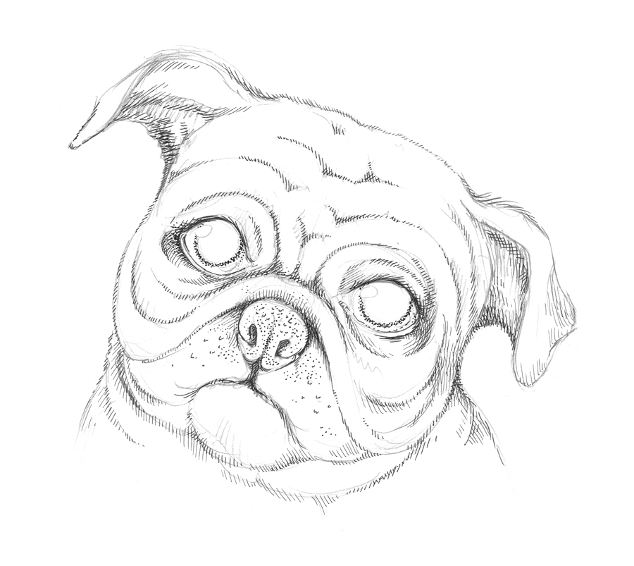 900x803 New Tutorial Drawing A Pug Dog Eugenia Hauss