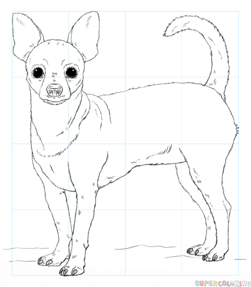 503x575 How To Draw A Chihuahua Step By Step Drawing Tutorials