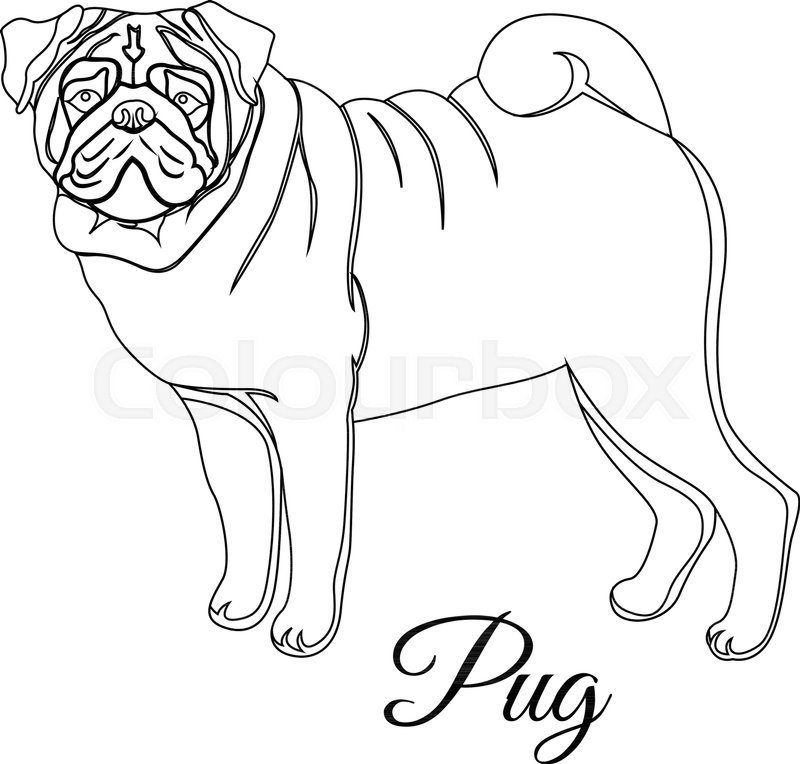800x764 Pug Dog Outline Vector Illustration Stock Vector Colourbox