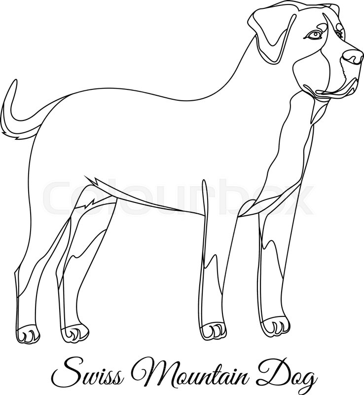 738x800 Swiss Mountain Dog Outline Vector Illustration Stock Vector