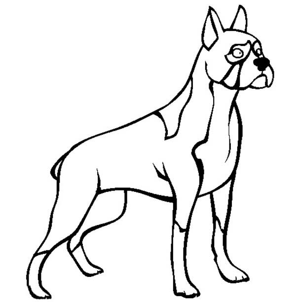 600x612 Boxer Coloring Pages Boxer Dog Standing Tall Colouring Page Happy