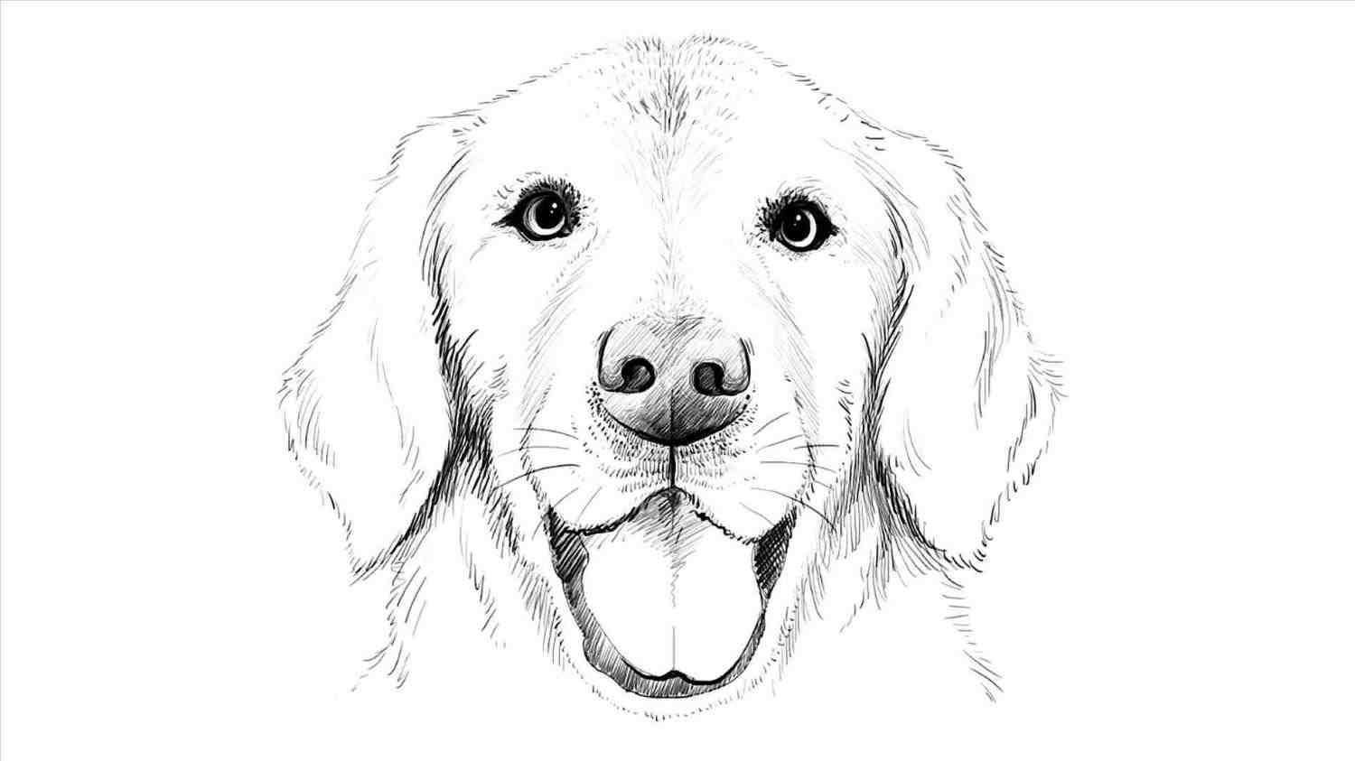1500x843 The Images Collection Of Hub I Realistic Dog Drawing Challenge You