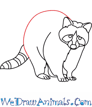 300x350 How To Draw A Raccoon Dog