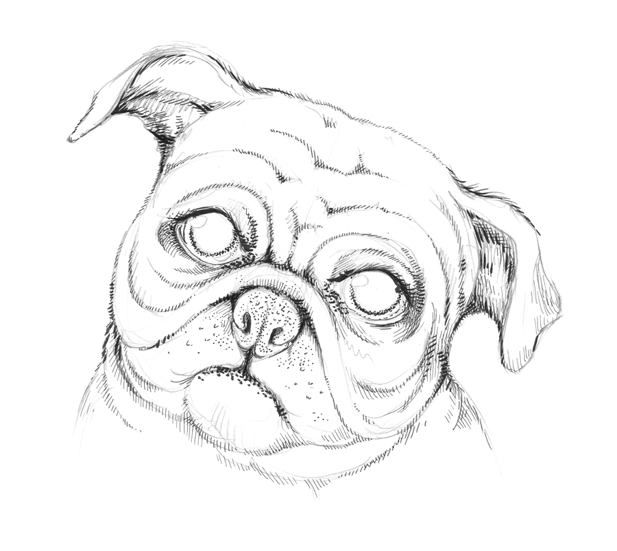 900x803 New Tutorial Drawing A Pug Dog Eugenia Hauss