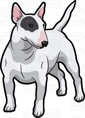288x400 A White Bull Terrier A Black Patch Over One Eye