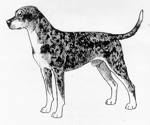 500x416 Breed Standards Louisiana Catahoula Leopard Dog United Kennel