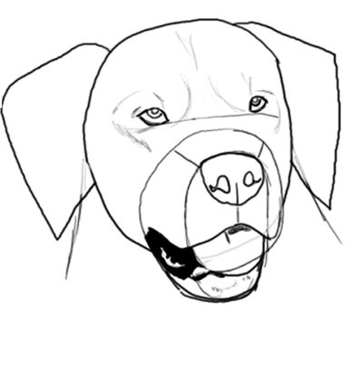 400x408 How To Draw A Golden Retriever Face (With Pictures) Ehow