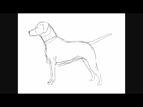 480x360 How To Draw A Dog Breed Dalmatian