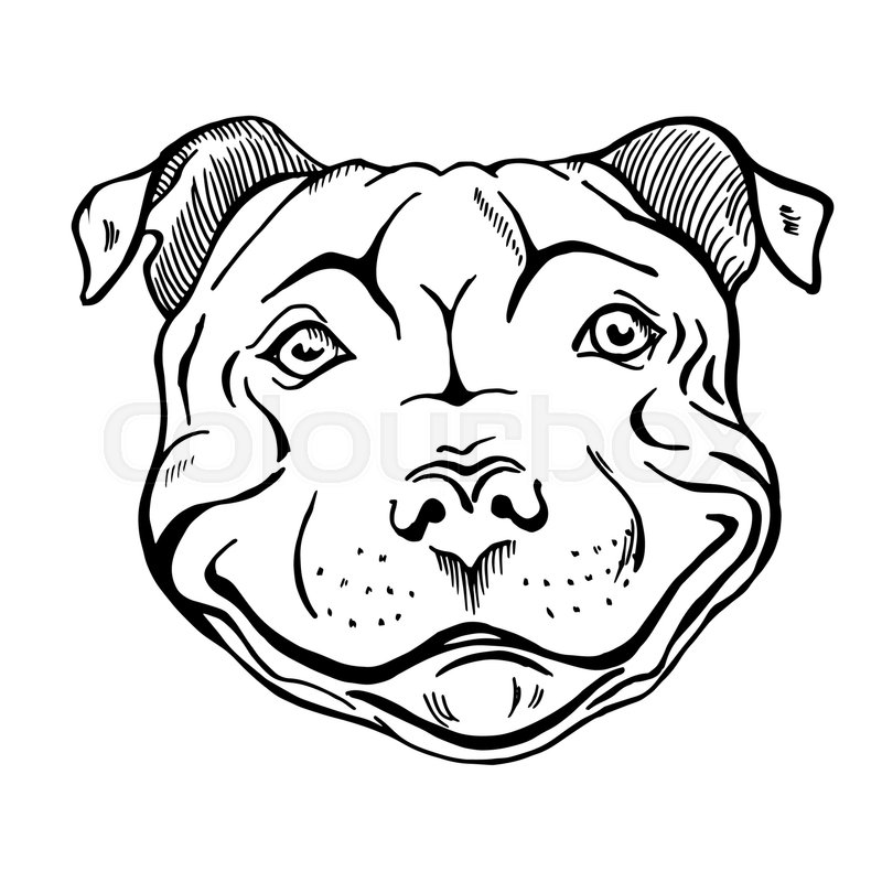 800x800 Pit Bull, Smiling Dog Face, Portrait, Sketch, Black And White