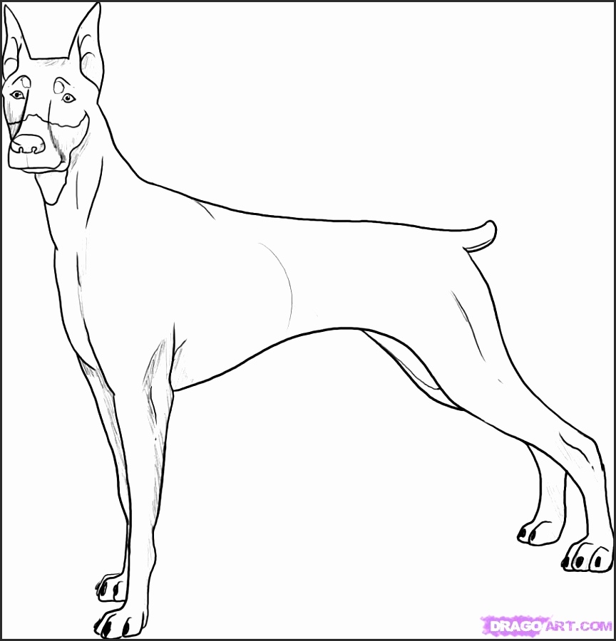 864x900 How To Draw A Boxer Dog Face Ongzc Fresh Boxer Dog Face Drawing