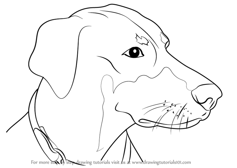 800x566 Learn How To Draw Doberman Face (Dogs) Step By Step Drawing