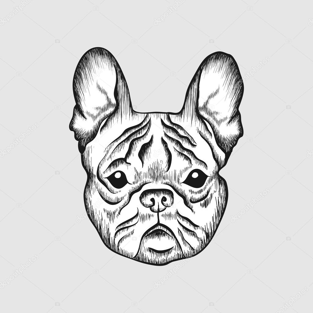 1024x1024 Sketch French Bulldog. Hand Drawn Face Of Dog Illustration