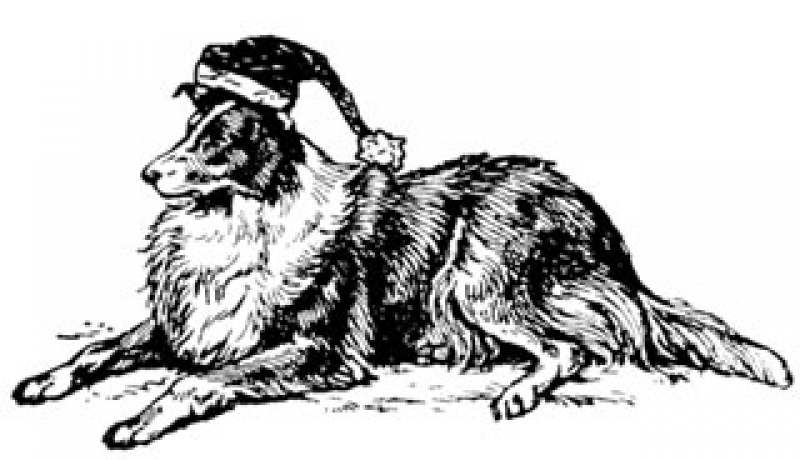 800x460 Dog Food Recipes Holiday Biscuits The Bark