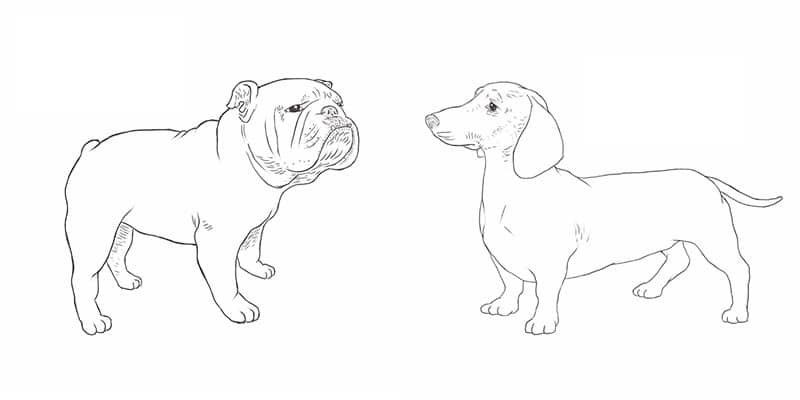 800x400 The Best Dog Food For Every Dog [2018] Dogfood.co