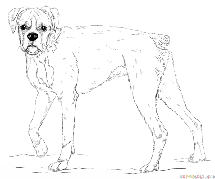 692x575 Drawn Pitbull Boxer Dog