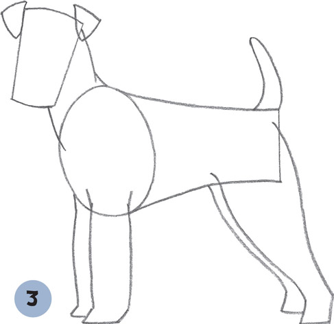 487x472 Airedale Terrier