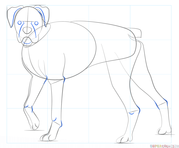 692x575 How To Draw A Boxer Dog Step By Step Drawing Tutorials