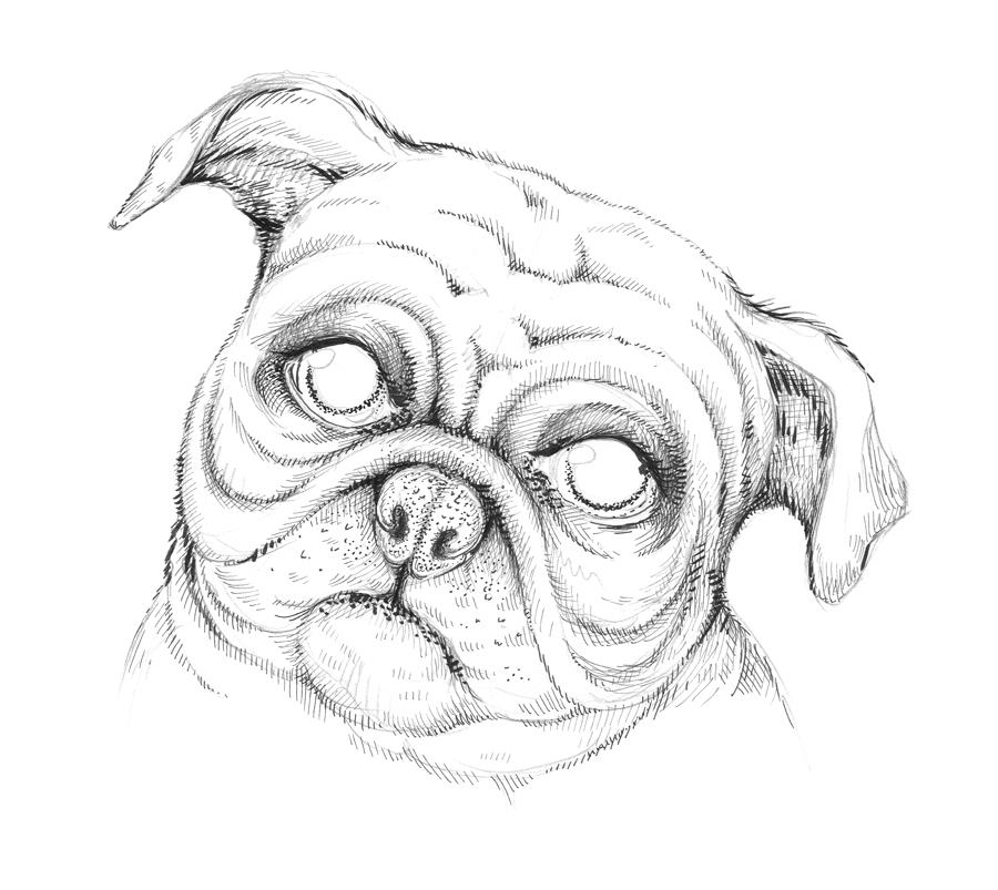 900x803 New Tutorial Drawing A Pug Dog Eugenia Hauss