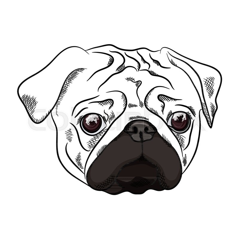 800x800 Outline Pug Dog Head On White Background. Vector Illustration